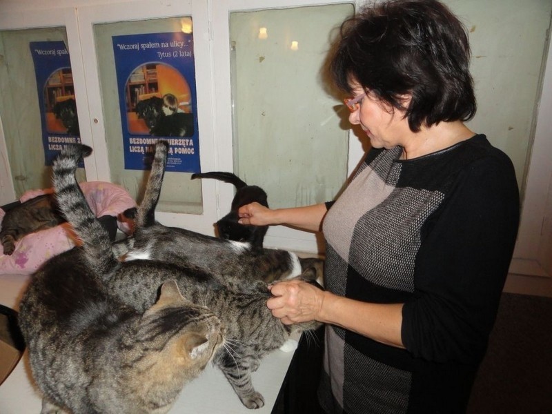 Koty rządzą w biurze Towarzystwa Opieki nad Zwierzętami