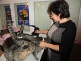 Koty rządzą w biurze Towarzystwa Opieki nad Zwierzętami