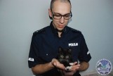 W Brudzewie zabito 3 koty. Ocalałe zwierzę adoptował policjant [ZDJĘCIA] 