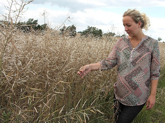 Efekt gradobicia w pod grudziądzkich PlemiętachAnna Pakuszewska pokazuje puste strąki rzepaku