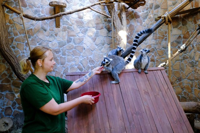 W toruńskim Ogrodzie Zoobotanicznym żyje wiele egzotycznych zwierząt