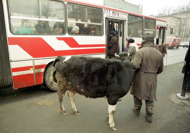 Oto zdjęcie dekady. Taki widok w centrum miasta jest dziś nie do pomyślenia. Jeszcze 10 lat temu krowę można było spotkać na ulicach.