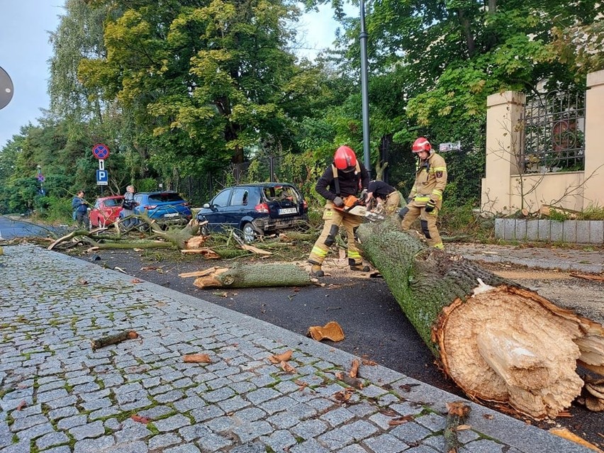 Drzewo runęło na samochód w centrum Łodzi. Konar usunęli strażacy ZDJĘCIA