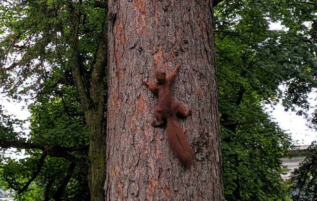 Szalone wiewiórki w parkach pod Jasną Górą. Co jeszcze kryje tutejsza zieleń?