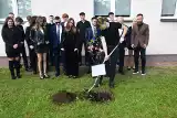 Uroczyste pożegnanie maturzystów Sienkiewicza w Szydłowcu. Wsadzili magnolie [FOTO]