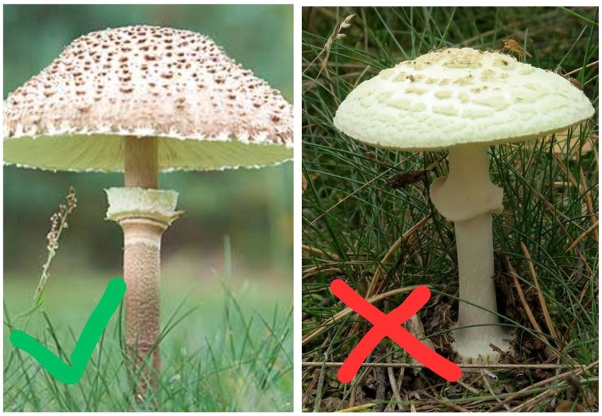 Kania to jeden z najpopularniejszych polskich grzybów, który...