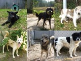 Nie kupuj - adoptuj. Te psy ze schroniska w Janiku koło Ostrowca czekają na dom. [ZDJĘCIA]