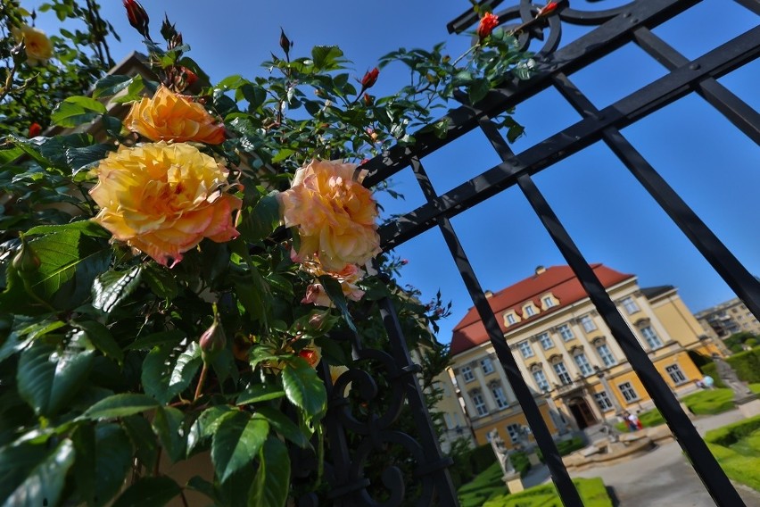 Kwiaty znajdują się od strony tylnego wejścia do Pałacu...