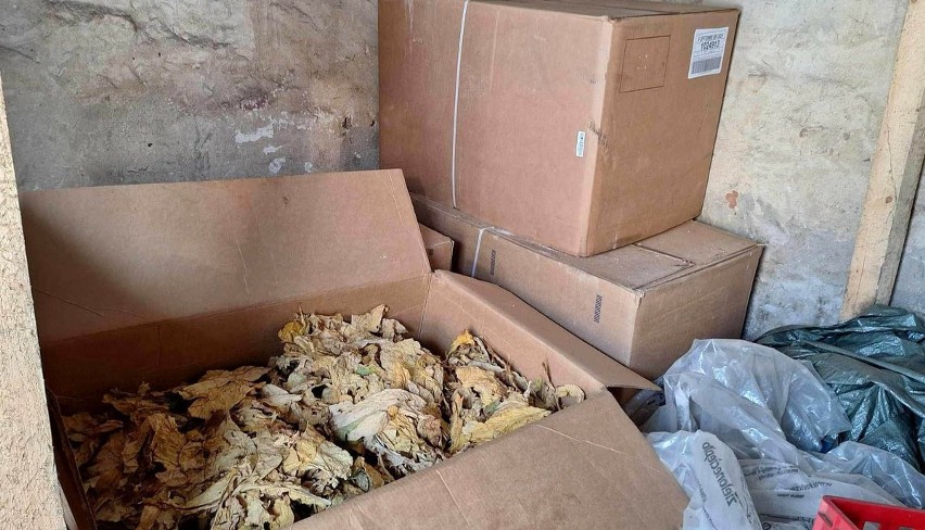 Gmina Zabrodzie. Na jednej z posesji policja znalazła ponad 700 kg tytoniu bez akcyzy