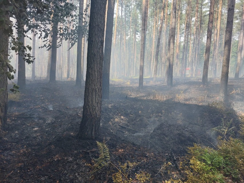 Ogromny pożar lasu na Dolnym Śląsku