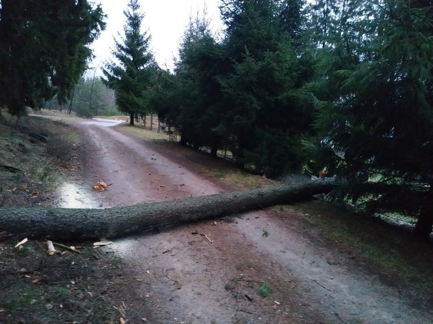 Strażacy z Lipnicy i Borowego Młyna usuwali powalone drzewa
