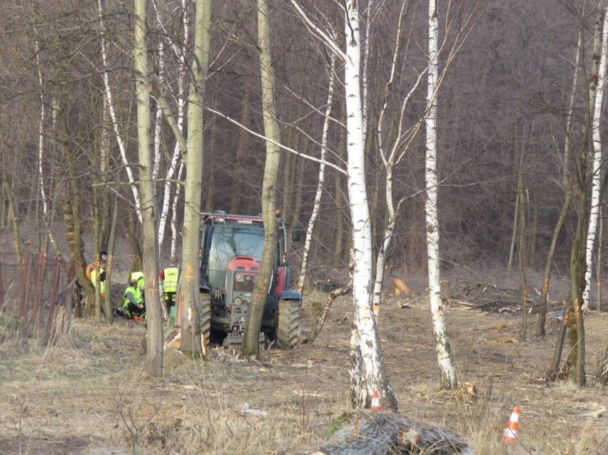 Tak wyglądał pierwszy etap wycinki drzew pod wielką...