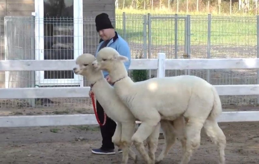 Dwie alpaki z farmy w Barcicach Drwalewskich pomagają...