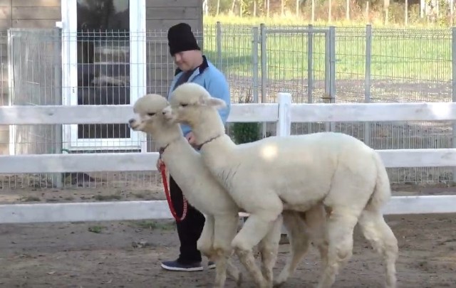 Dwie alpaki z farmy w Barcicach Drwalewskich pomagają dzieciom niepełnosprawnym w ich codziennym rozwoju.