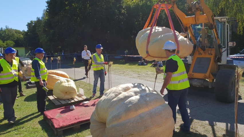 Tak prezentowała się tegoroczna zwyciężczyni - 600 kg "Mia".