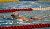 We Włoszczowie odbyła się impreza pływacka dla uczniów szkół