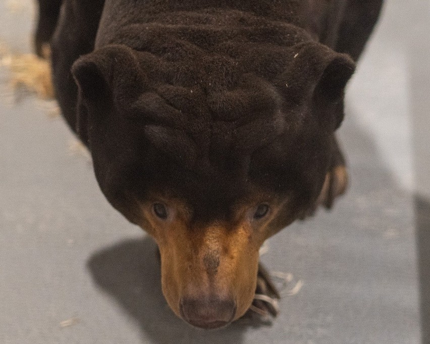 Pierwszy niedźwiedź malajski zamieszkał w Orientarium w łódzkim Zoo - przypomina dużego psa