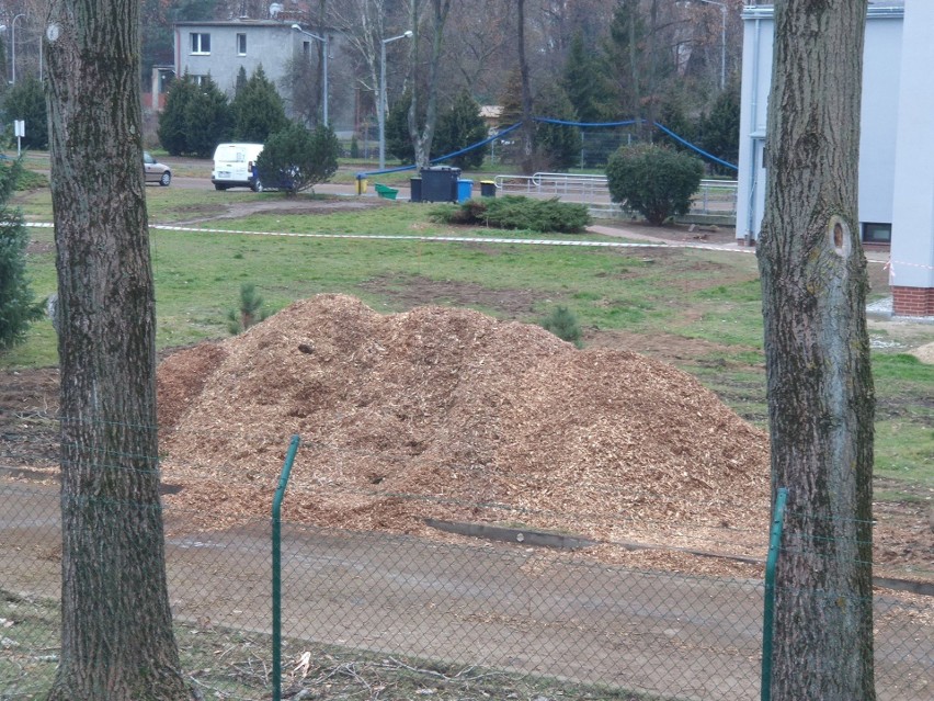 Wycinka drzew przy modernizowanej oczyszczalni ścieków w...