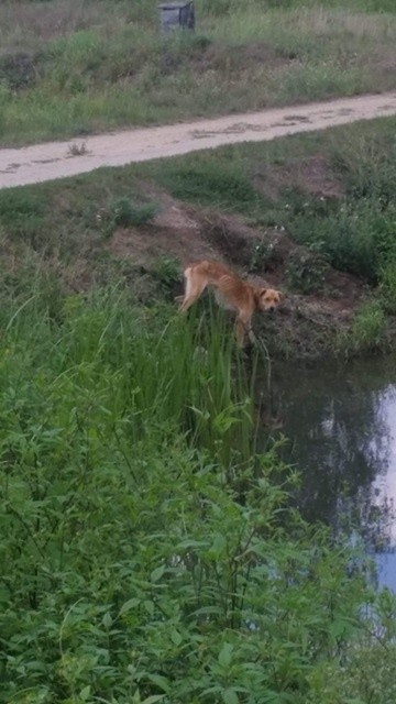 Zdjęcie wychudzonego psa trafiło do Stowarzyszenia Pomagamy Zwierzętom,  a następnie do policji w Opocznie