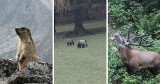 Tatry. Sianokosy, wielka wyżerka i czas miłości. Tak zwierzęta przygotowują się na nadejście zimy