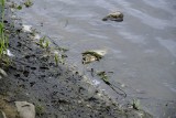 Co pływa w brudnej Wiśle w Toruniu? Mamy zdjęcia i wyjaśnienie