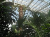 Gdy palma wybija. Co robić, kiedy daktylowiec wypycha dach palmiarni? Perypetie palmiarni w Łodzi i innych miastach