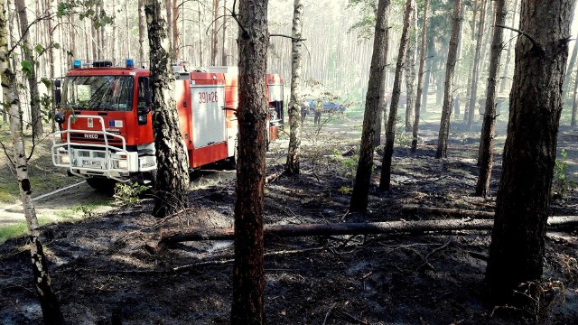 Strażacy w Lubuskiem od początku maja gasili pożary lasów już 65 razy.