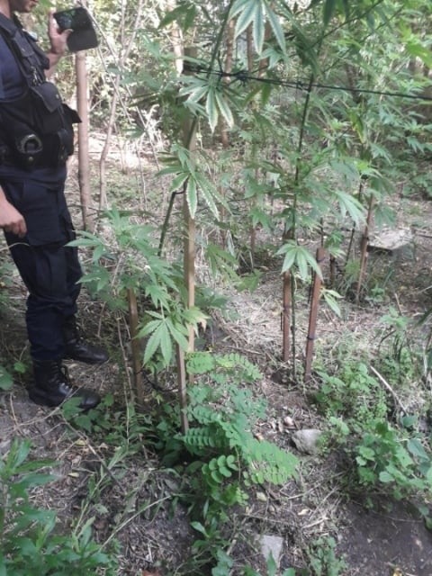 Górna: Blisko dwumetrowe krzewy marihuany odkryte przypadkiem przez strażników miejskich