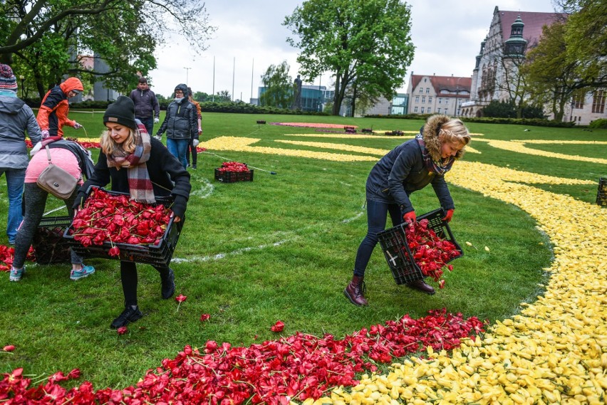 Tulipanowy dywan znów przed operą