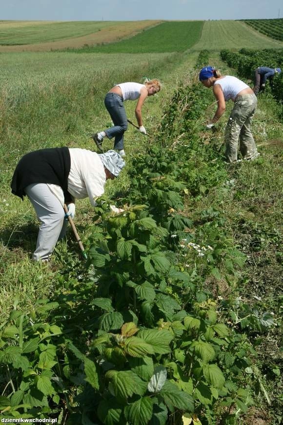 Z ofert pracy sezonowej korzystają przede wszystkim ludzie młodzi studenci. Zatrudniają się oni najczęściej do pracy w hotelach, na taśmach produkcyjnych, przy zbiórce owoców, warzyw.