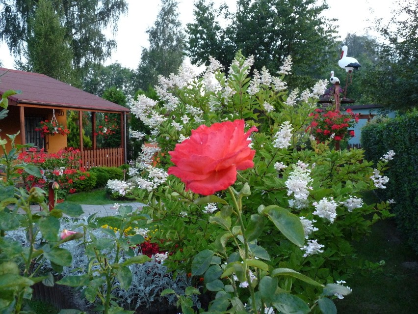 Najpiękniejsze ogrody woj. śląskiego 2016. Pokaż swój ogród. Rusza nowy plebiscyt DZ