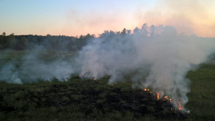 Pożar trawy w Tuchomiu (zdjęcia)