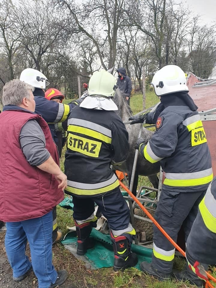 Biały Kościół na DK 94. Samochód przewożący konie wpadł do rowu