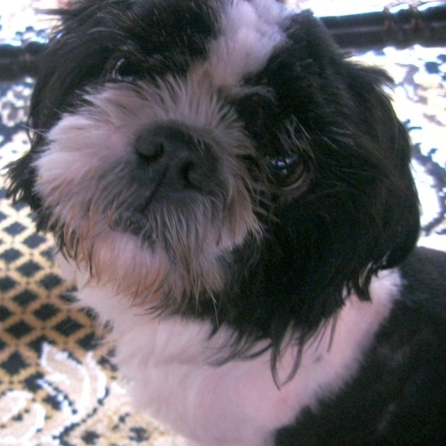 Zaginiony shih tzu