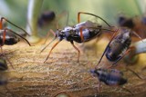 Nowe szkodniki w wielkopolskich lasach i na plantacjach. Służą im zmiany klimatu i coraz bardziej ożywiony handel 