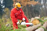 Wycinka drzew. Firmy mają mnóstwo zleceń, ekolodzy apelują o szybką zmianę ustawy 