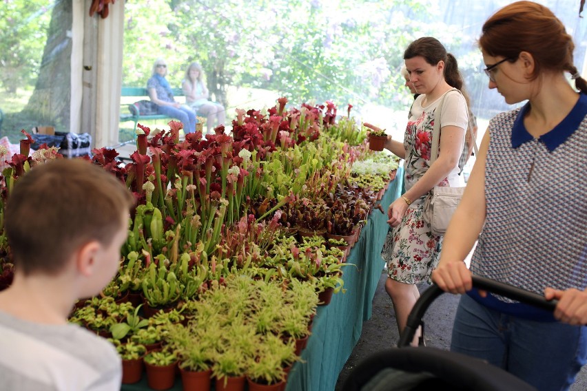 W ramach festiwalu roślin owadożernych można kupić do swoich...