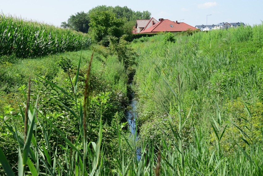 Rów marulewski w Inowrocławiu - część miejska