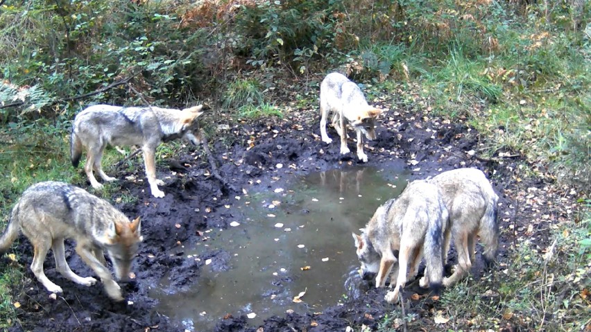Stado wilków w lesie pod Częstochową! Zobaczcie niezwykłe...