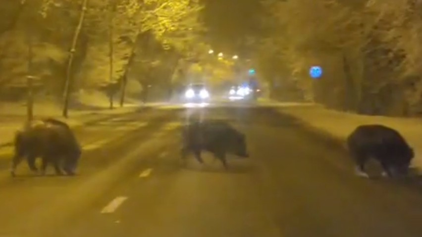 Dziki biegają przed maskami aut w Katowicach! UWAGA! Zobaczcie WIDEO