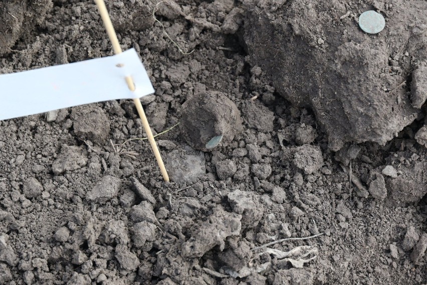 W Gródku koło Hrubieszowa odnaleziono skarb. To słynne boratynki z czasów króla Jana Kazimierza