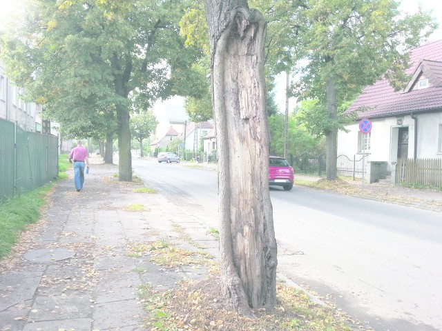 Dwa drzewa rosnące przy ul. Grottgera nie są w dobrym stanie. Przechodnie boją się, że się one przewrócą.