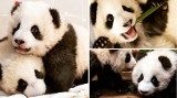 Ale słodziaki! Małe pandy z berlińskiego zoo podbiły serca ludzi z całego świata [ZDJĘCIA]