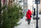 Gdzie i za ile kupimy w Bydgoszczy świąteczne drzewko? Prezentujemy tegoroczną ofertę