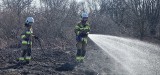 Strażacy z powiatu świeckiego apelują o niewypalanie traw. Zobacz wideo!