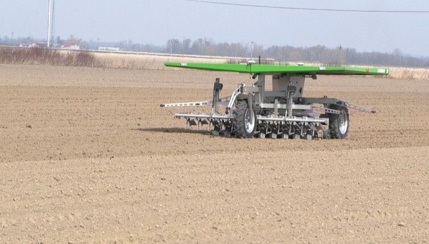 Pierwszy na świecie robot do siewu i odchwaszczania warzyw na polu w Kalinowej