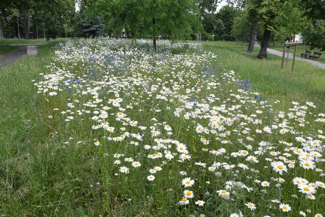 Łąka kwietna w Parku św. Trójcy w Zielonej Górze - czerwiec 2019