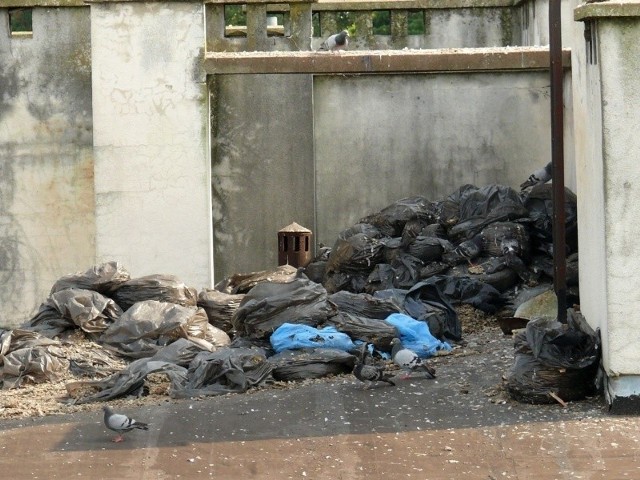Składowisko zanieczyszczeń po gołębiach na dachu, po wyczyszczeniu poddasza.