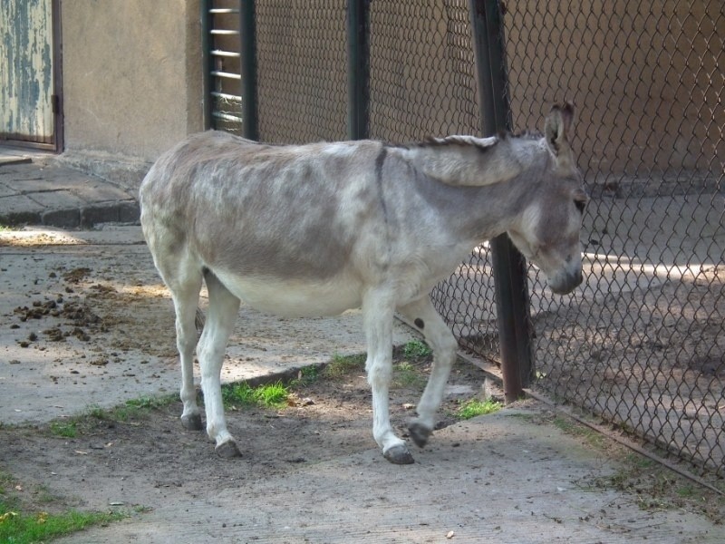 Stare ZOO: Skarga na kopulujące osły. Matki zbulwersowane...