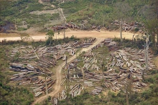 Nielegalne wycinanie lasów wyrządza środowisku niepowetowane szkody. Unia Europejska chce powstrzymać ten proceder.